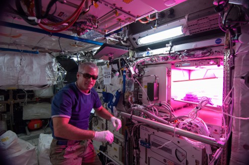 El astronauta de la NASA Steve Swanson, con gafas de sol activa el invernadero Veg-01. Crdito: NASA.