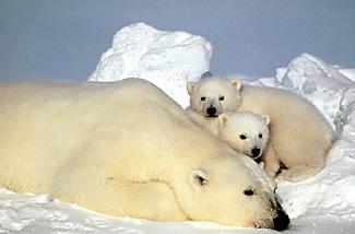 Osa blanca con cachorros. Crdito: Steve Amstrup. U.S. Fish and Wildlife Service. 