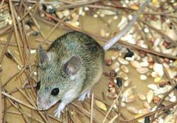 La rata de Chipre, recién descubierta en esa isla, también se extinguirá en 2,5 millones de años.