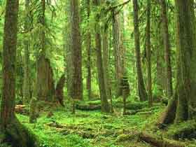 Bosque de Washington.