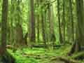 Bosque de Washington.